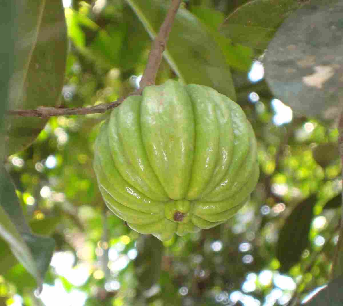 Cacao Bean
