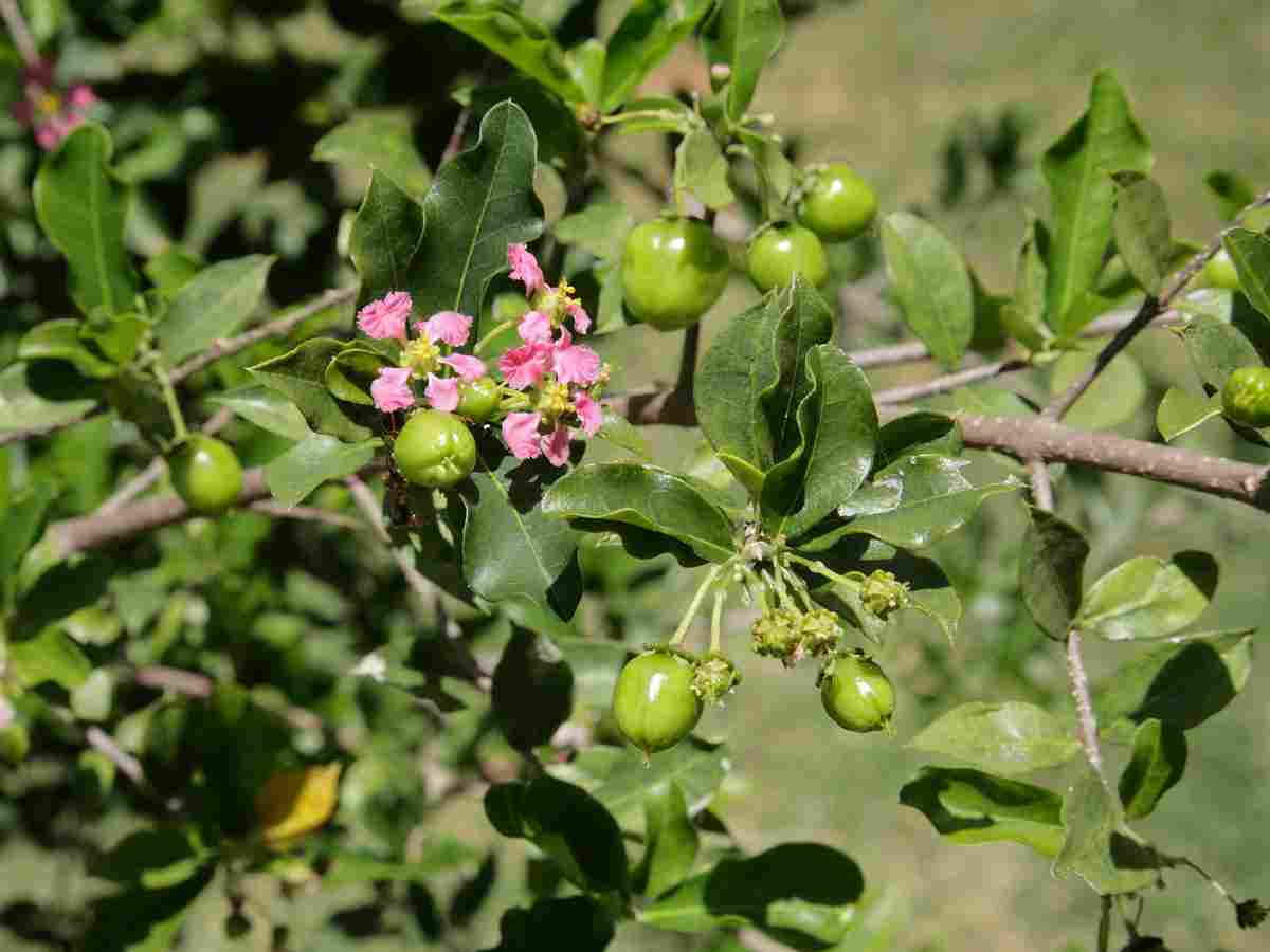 Maqui Berry